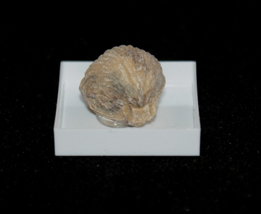 Fossile Rhynchonelle